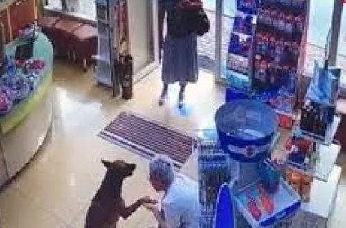 Раненый пес сам пришел в аптеку и попросил о помощи – ВИДЕО