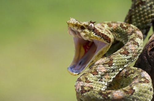 В Шеки женщину ужалила змея