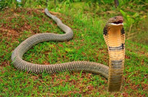 İlan özünü belə yedi Dəhşətli görüntü!