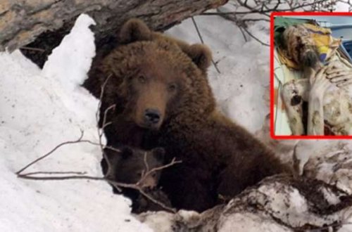 Ayının mağarasına apardığı adam 1 ay sonra tapıldı, bunu edərək sağ qalıb - FOTOLAR