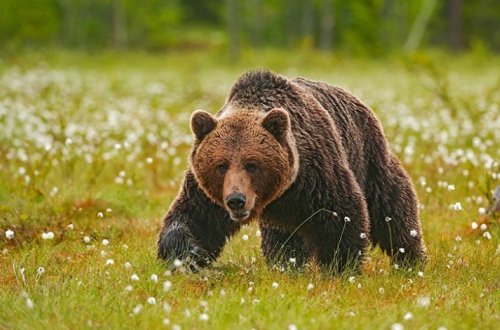 В Туве покалеченный медведем мужчина месяц выживал в его берлоге - ФОТО