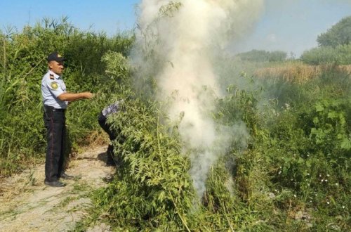 В Агдаше уничтожено 982 кустов конопли