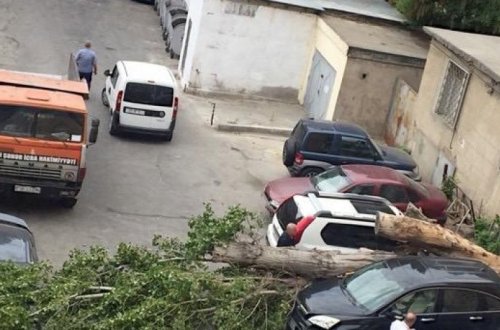 Сильный ветер повалил в Баку 15 деревьев - ФОТО/ВИДЕО