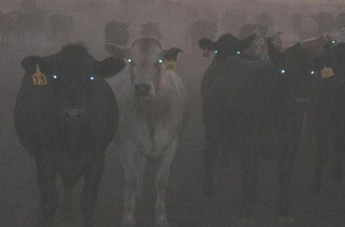 İranda göz gözü görmür - Bu səbəbdən