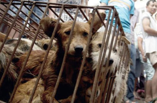 3 min it diri-diri yandırılır, ətlərindən sous bişirilir - İYRƏNC FESTİVALDAN GÖRÜNTÜLƏR