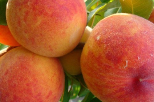 Жителя Товуза пробирает дрожь от персика - ВИДЕО