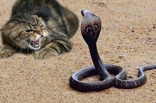 Pişik sahibini kobradan belə qorudu (VİDEO)