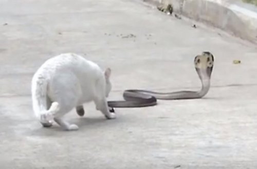 Бесстрашный кот защитил хозяев от кобры - ВИДЕО