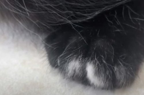 Найден котенок с аномальным количеством пальцев