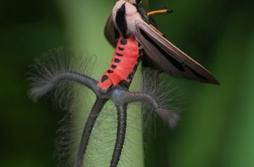 Мужчина снял на видео странное существо с крыльями и щупальцами - ВИДЕО