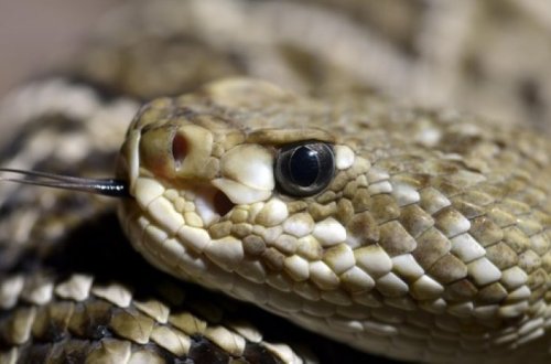 В Геранбое женщину укусила змея