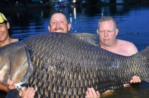 Мужчина поймал гигантскую рыбу и установил мировой рекорд