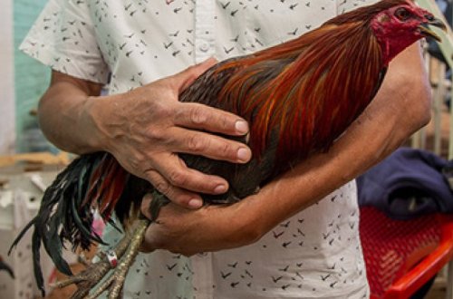 Соседи подали в суд на петуха за слишком ранние крики