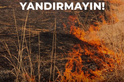 Taxıl sahələrinin biçindən sonra yandırılması məhsuldarlığın azalmasına səbəb olur