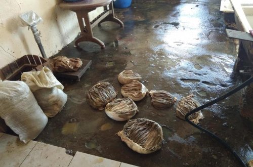 Жуткие кадры в одном из цехов в Баку - ФОТО