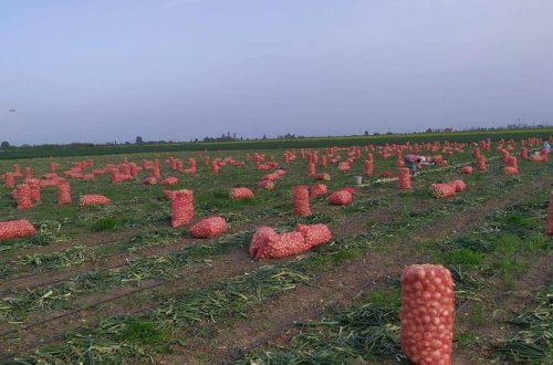 SOĞANIN QİYMƏTİ NİYƏ UCUZLAŞMAĞA BAŞLAYIB?