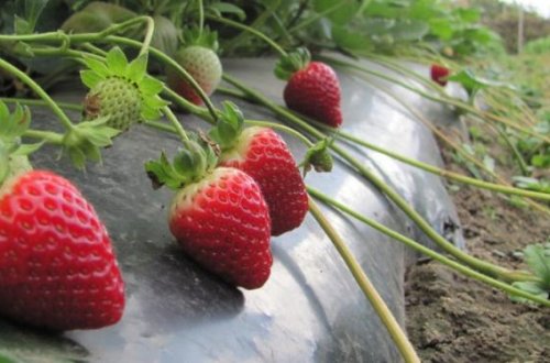 «Məhsulu xaricə iki qat qiymətə sata biliriksə niyə də satmayaq» – ÇİYƏLƏK BİZNESİ