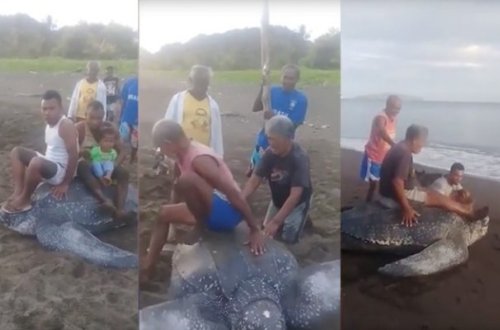 İnsanlar bu heyvanın belinə minib əyləndilər - Video