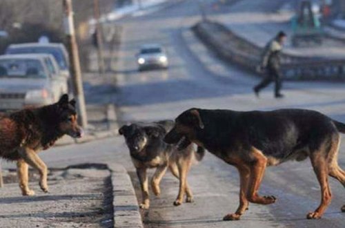 В Баку собака покусала гражданина Узбекистана
