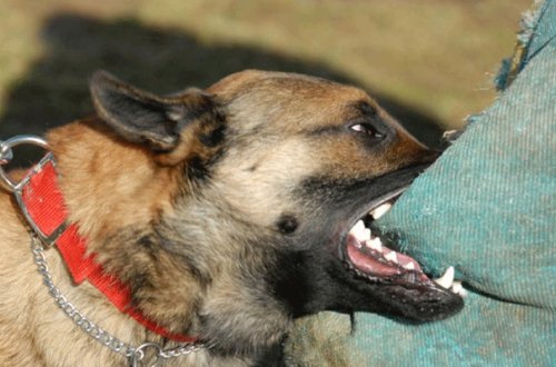 Bakıda əcnəbi vətəndaşı it dişlədi