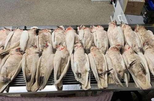 Десятки умирающих попугаев с истошными криками упали с неба на школьников