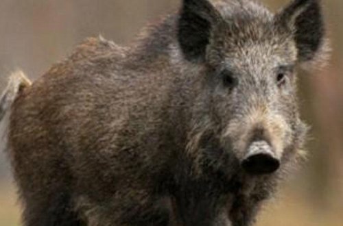 Rusiyada donuzlar uşaqlara hücum etdi - Azyaşlı xəstəxanada