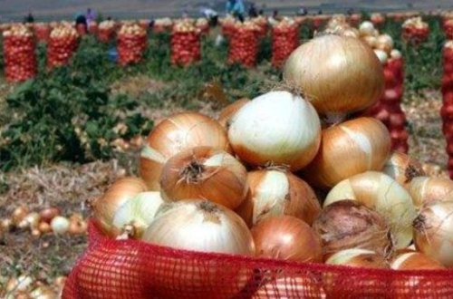 “Soğanın qiyməti bundan aşağı olanda - BİZƏ SƏRFƏLİ OLMUR