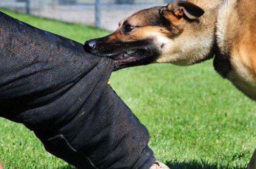 В Техасе 18 собак съели своего хозяина