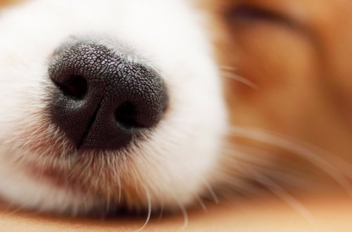 В Китае создали систему распознавания собак по отпечатку носа