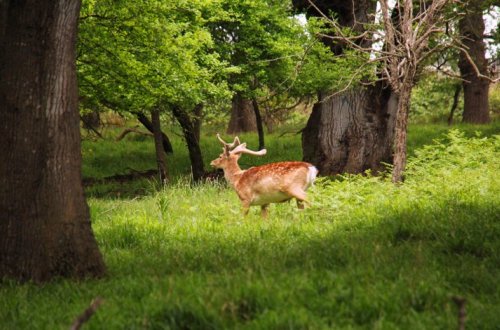 Утверждены новые правила по заповедникам Азербайджана