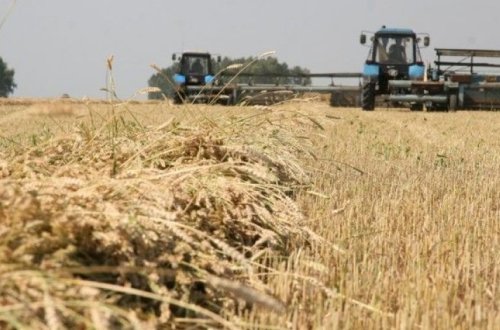 Аграрный сектор Азербайджана вырос на 13%