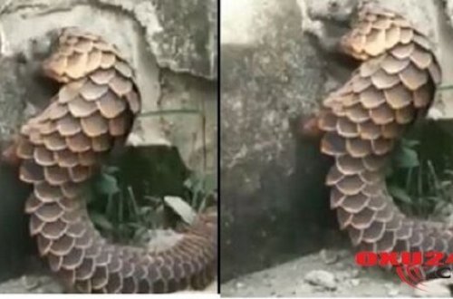 Qorxunc heyvan peyda oldu,divarı dağıdır, insana hücum edir - VİDEO