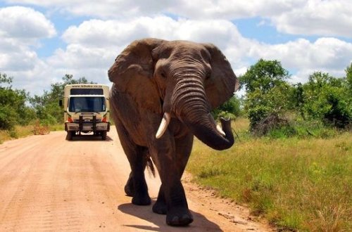 Погоня разъяренного слона за туристами попала на видео