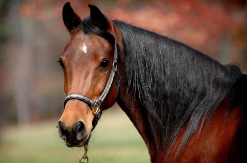 Quba sakini atını kəfənləyərək dəfn edib – VİDEO