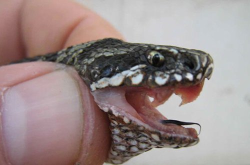 Bərdədə iki qadını ilan sancdı - FOTO