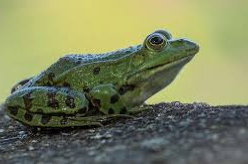 Bu qızın hərəkəti hər kəsi təəccübləndirdi - Evində qurbağa saxlayır - FOTOLAR