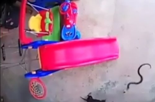 İtlər körpəni ilandan xilas etmək üçün görün nələr etdi - VİDEO