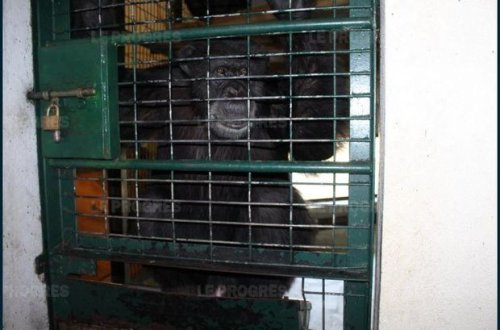 Шимпанзе откусил четыре пальца смотрителю французского зоопарка