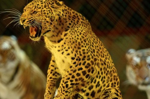 Леопард съел мужчину в его доме