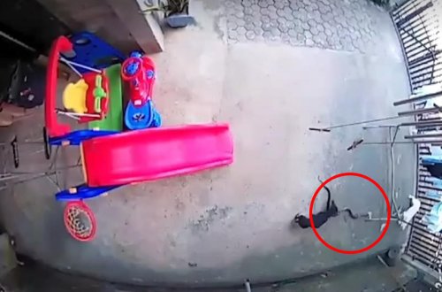 İtlər evdə yatan uşağı ilandan belə qorudular - Ölkə bu görüntülərdən danışır - VİDEO