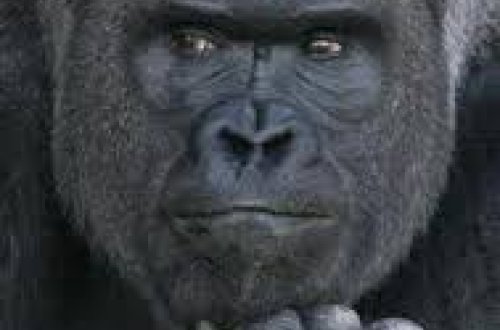 Умерла старейшая в мире горилла