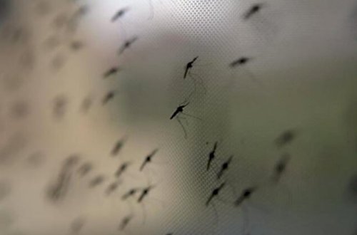 Ağcaqanadlar virus yayır: 1 nəfər öldü - Diqqətli olun!