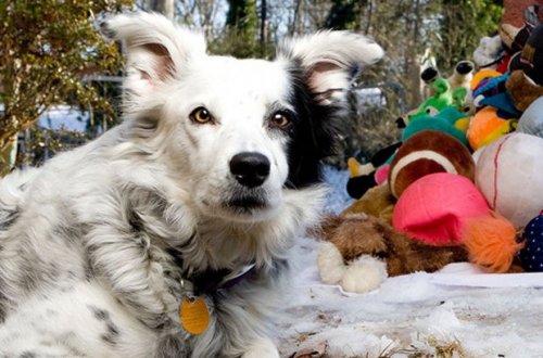 Умерла самая умная собака в мире