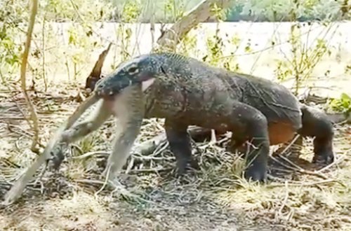 Nəhəng kərtənkələ meymunu diri- diri uddu – Video