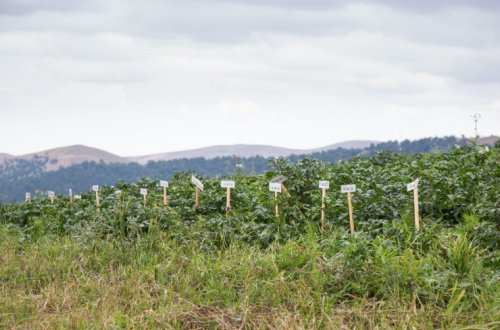 Tovuz Təcrübə Stansiyasının Sarıtala ərazisində milli kartof sortlarının toxumları yetişdirilir