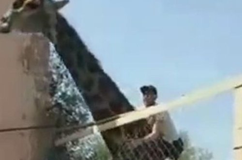 Zooparkda maraqlı anlar: sərxoş kişi zürafənin belinə minib, gəzdirdi - FOTO