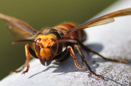 В Гяндже 66-летний мужчина умер после того, как его ужалила пчела