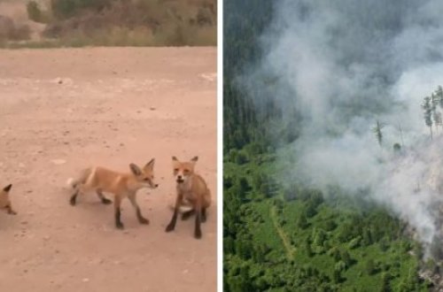 Sibirdə dəhşət: vəhşi heyvanlar insanların üstünə qaçır…