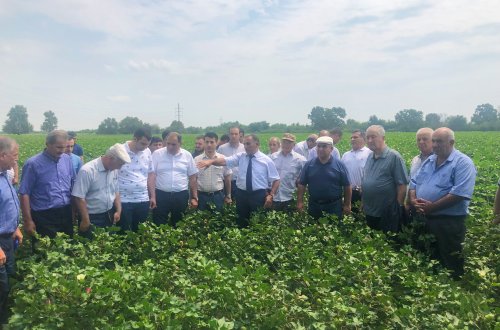 Ucarda Çin texnologiyası ilə əkilən pambıq sahəsində aqrotexniki qulluqla bağlı tarla seminarı keçirilib