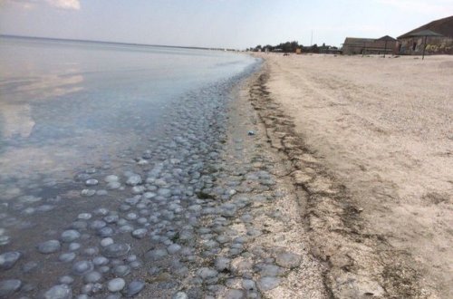 Побережье Азовского моря усыпали скопления мертвых медуз - ВИДЕО